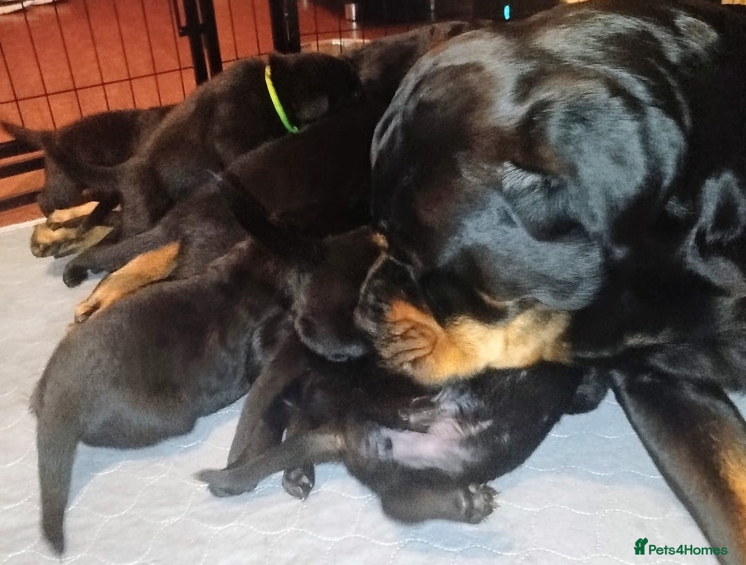 Mixed Breed dogs for sale: 11 Fabulous LABROTTIES - Advert 1