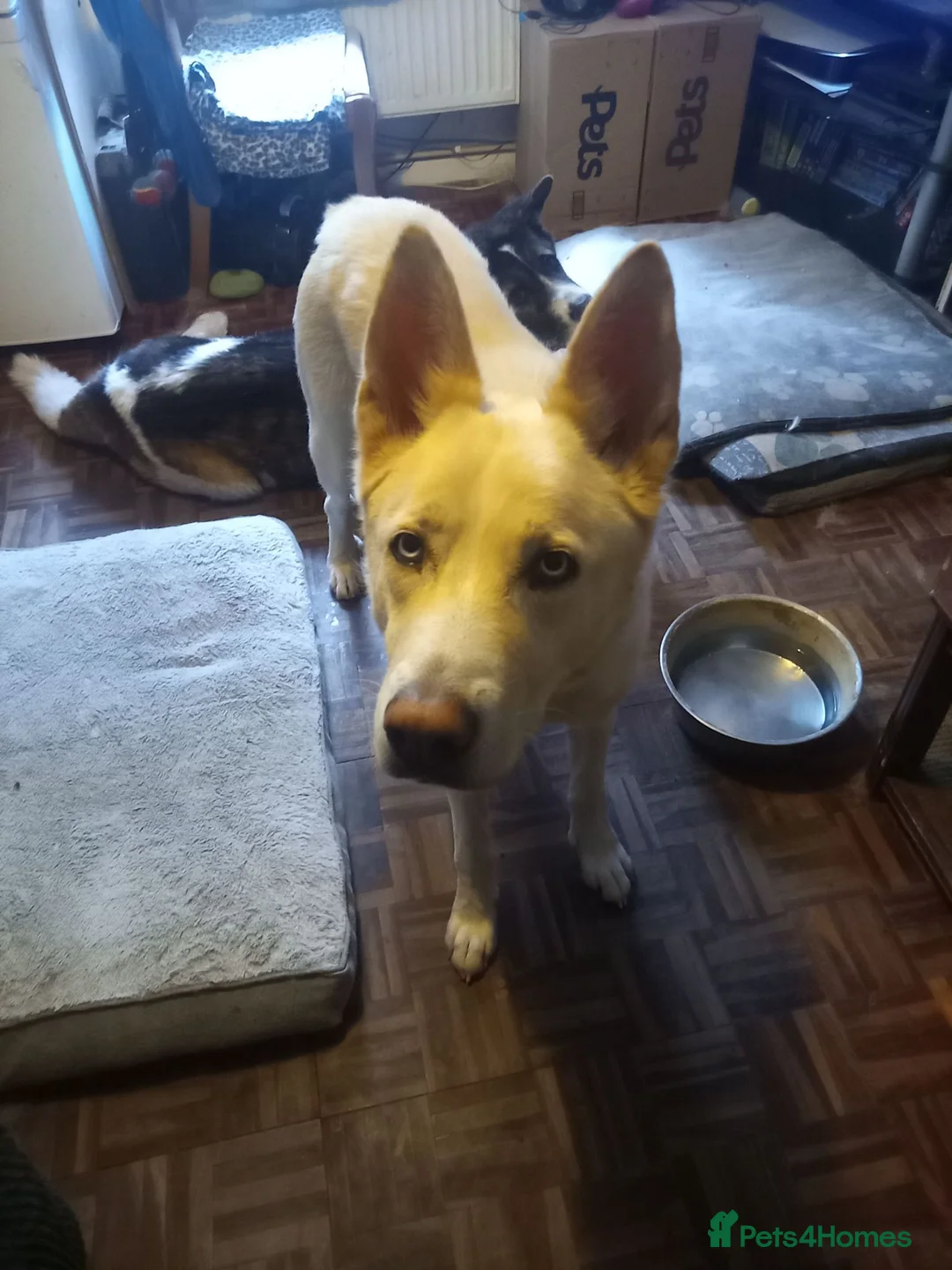Mixed Breed dogs for sale: Huskita (husky X Japanese akita) puppies  in Bedford - Advert 2