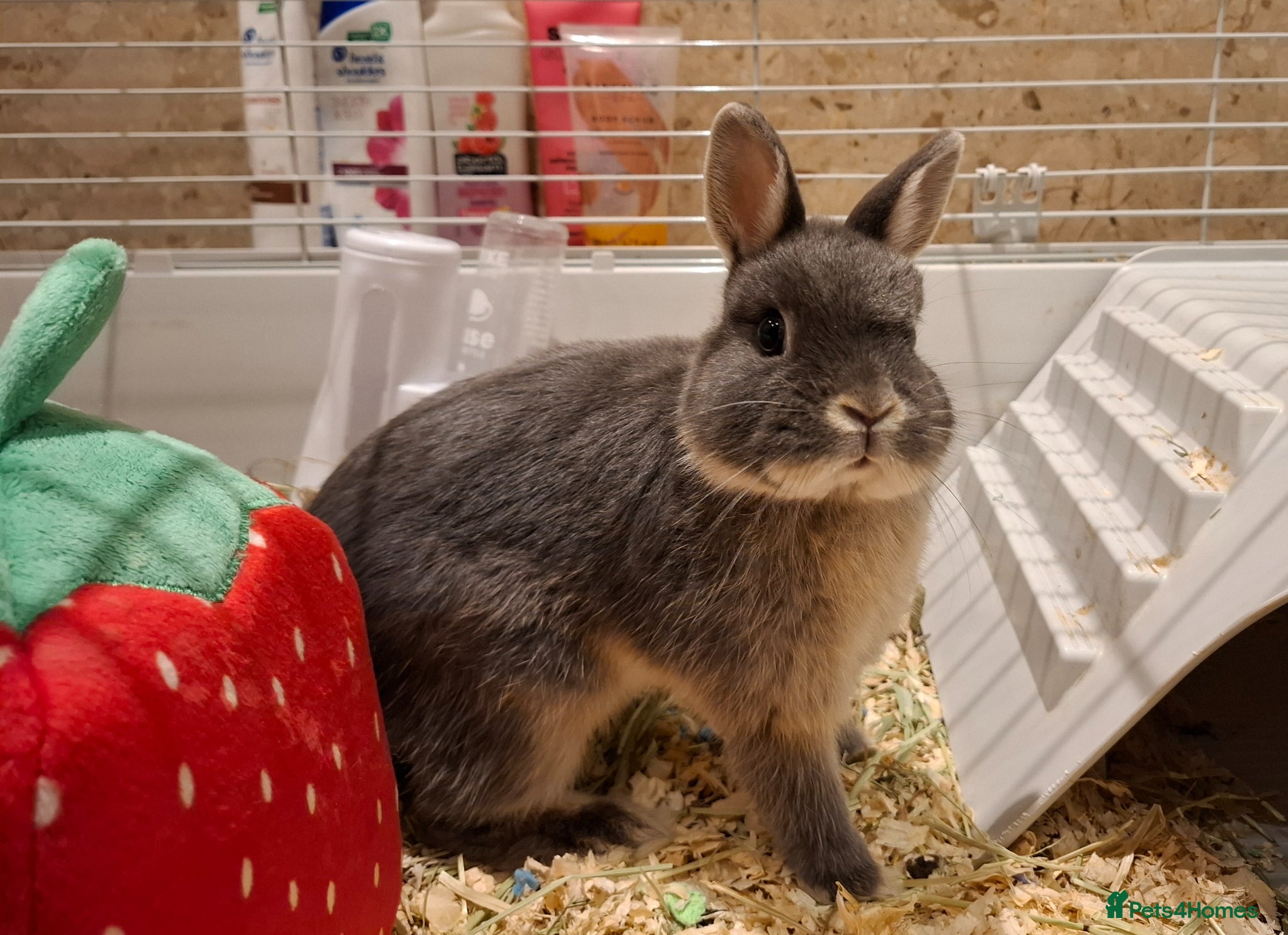 Dwarf Lop rabbits for sale: 3 Male Dwarf Rabbits (+Optional Cage Setup) in Ashton-under-Lyne - Advert 8