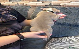 American Bully dogs for sale: 🐾 ABKC Registered Micro/Pocket Bully Puppies! 🐾 - Image 27