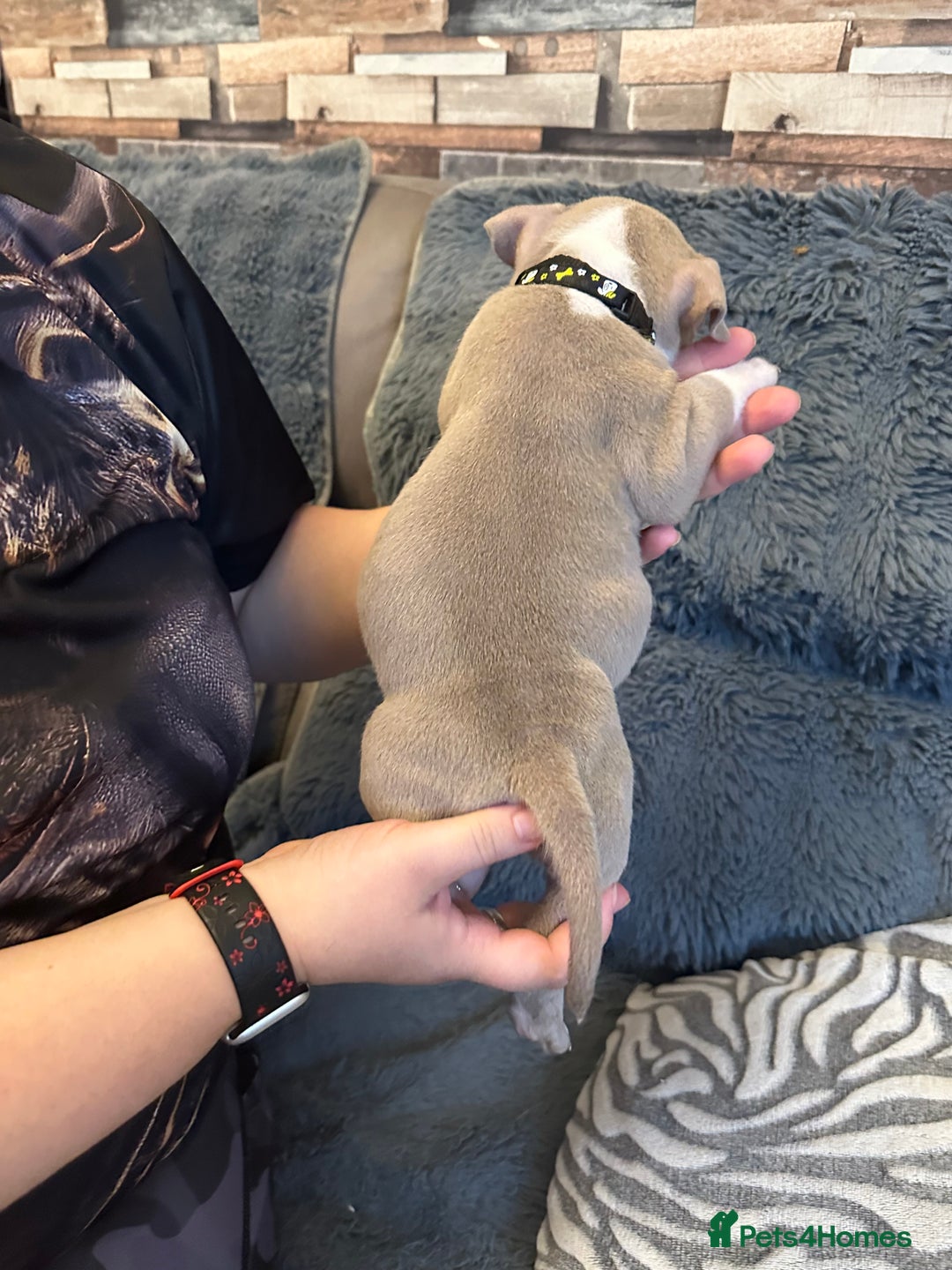 American Bully dogs for sale: 🐾 ABKC Registered Micro/Pocket Bully Puppies! 🐾 - Image 27