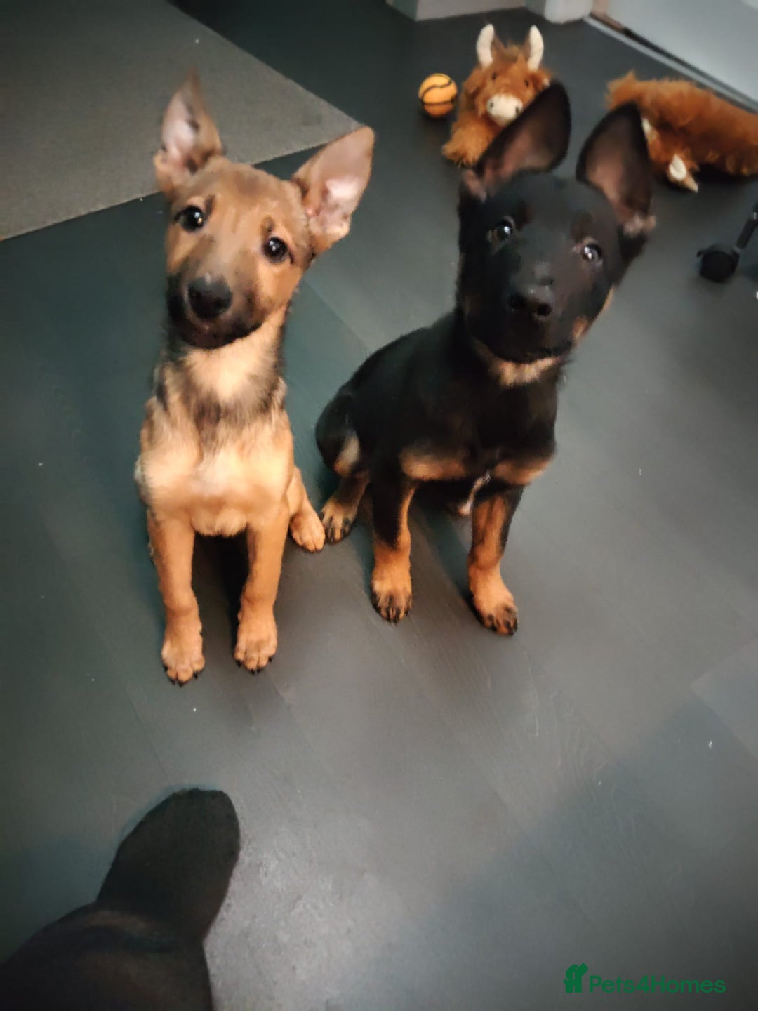 Mixed Breed dogs for sale: Belgium shepherd puppies - Advert 22