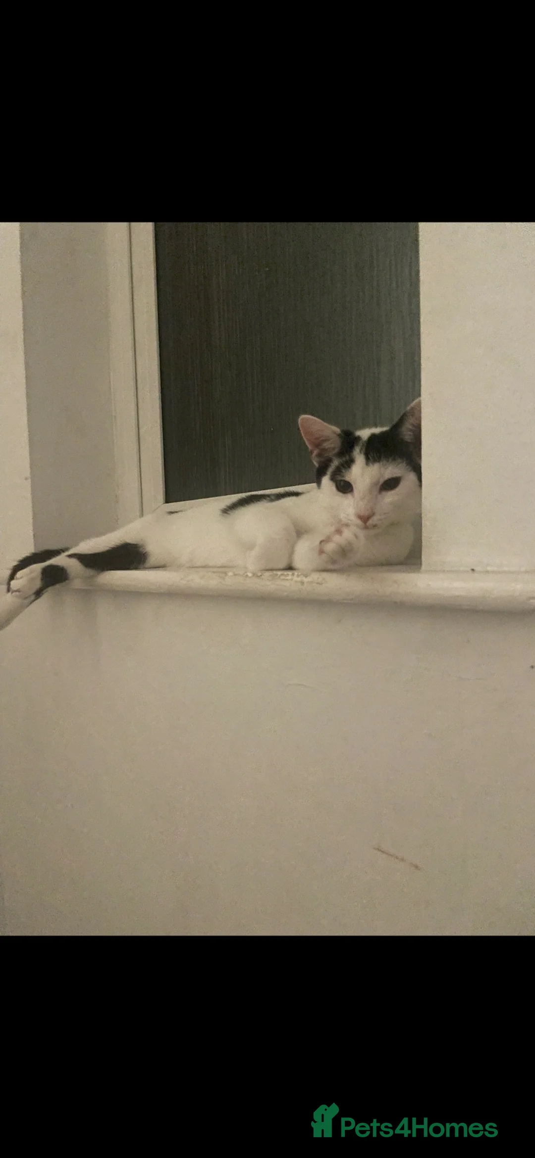 Domestic Shorthair cats for sale: Female adult cat  - Advert 4