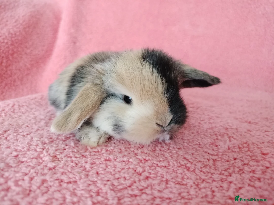 Mini Lop rabbits for sale: Baby mini lops for sale  - Advert 8