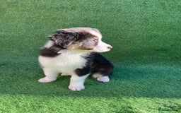Australian Shepherd dogs for sale: Australia shepherd Kc puppies  - Image 29
