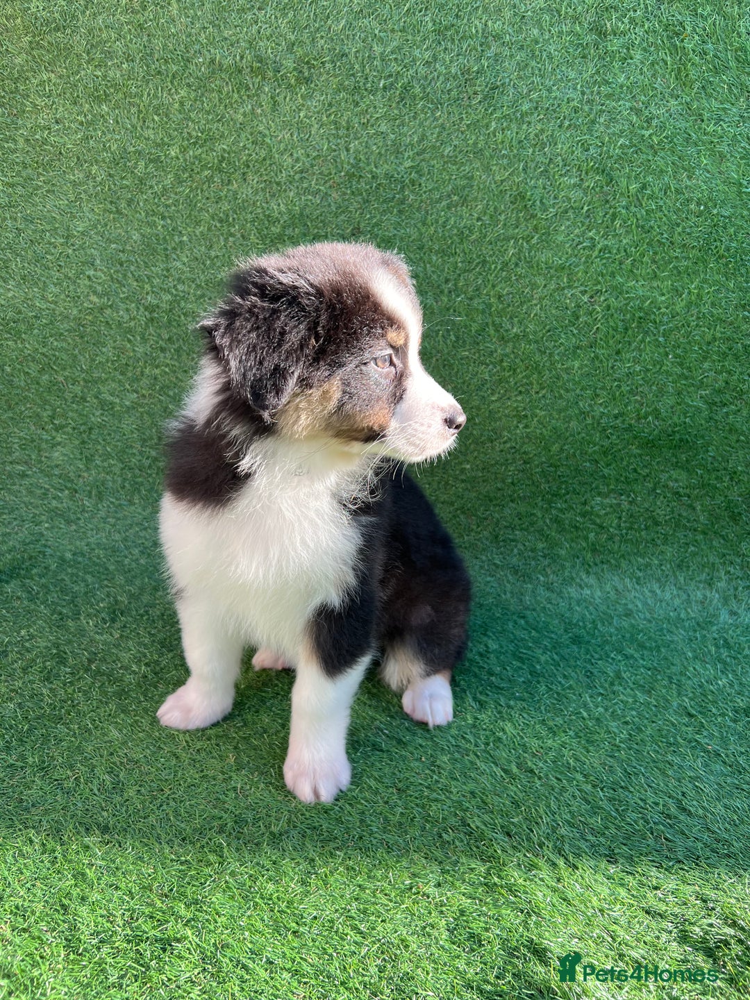 Australian Shepherd dogs for sale: Australia shepherd Kc puppies  - Image 29