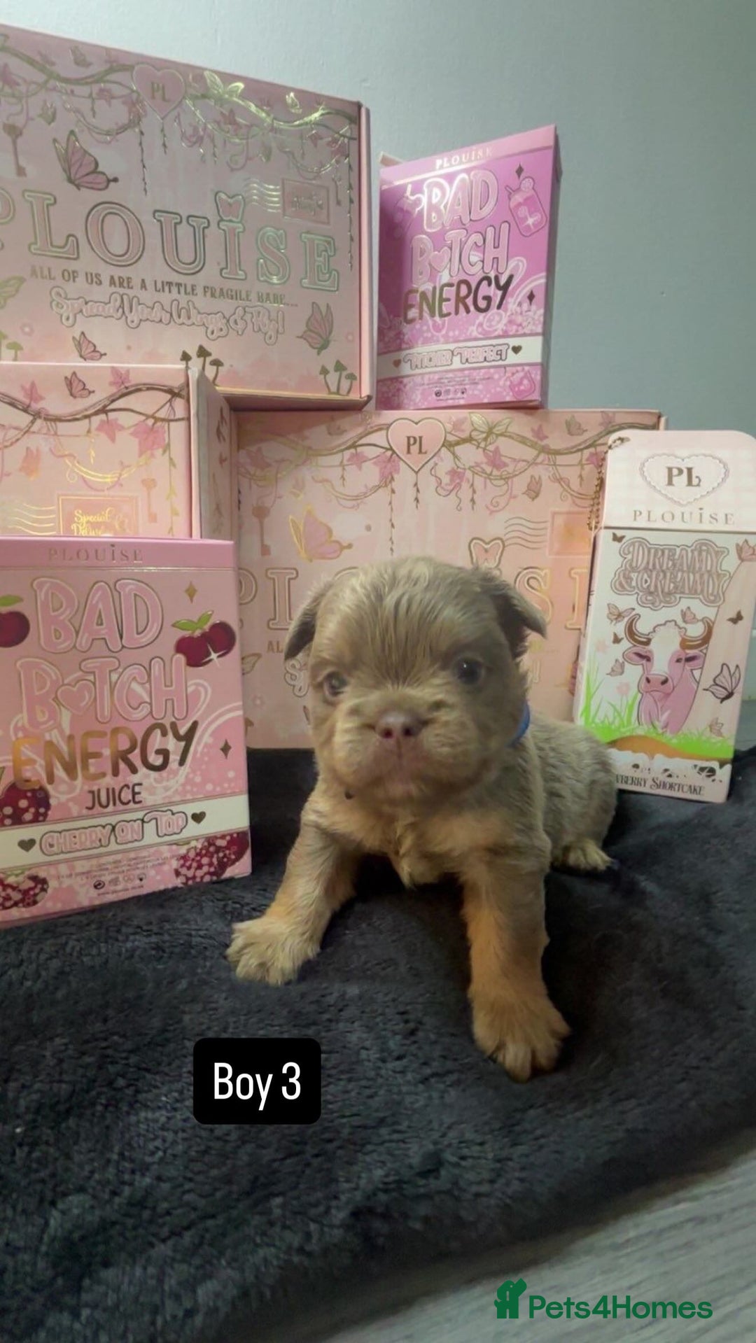 French Bulldog dogs for sale: Fluffy Frenchies. All carry pink  - Advert 5