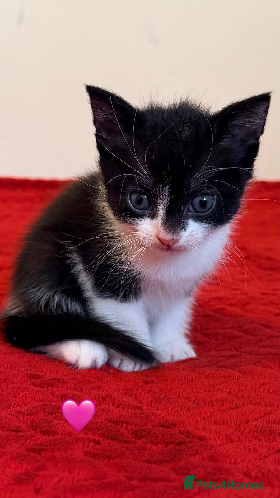 Mixed Breed cats kittens - Advert 14