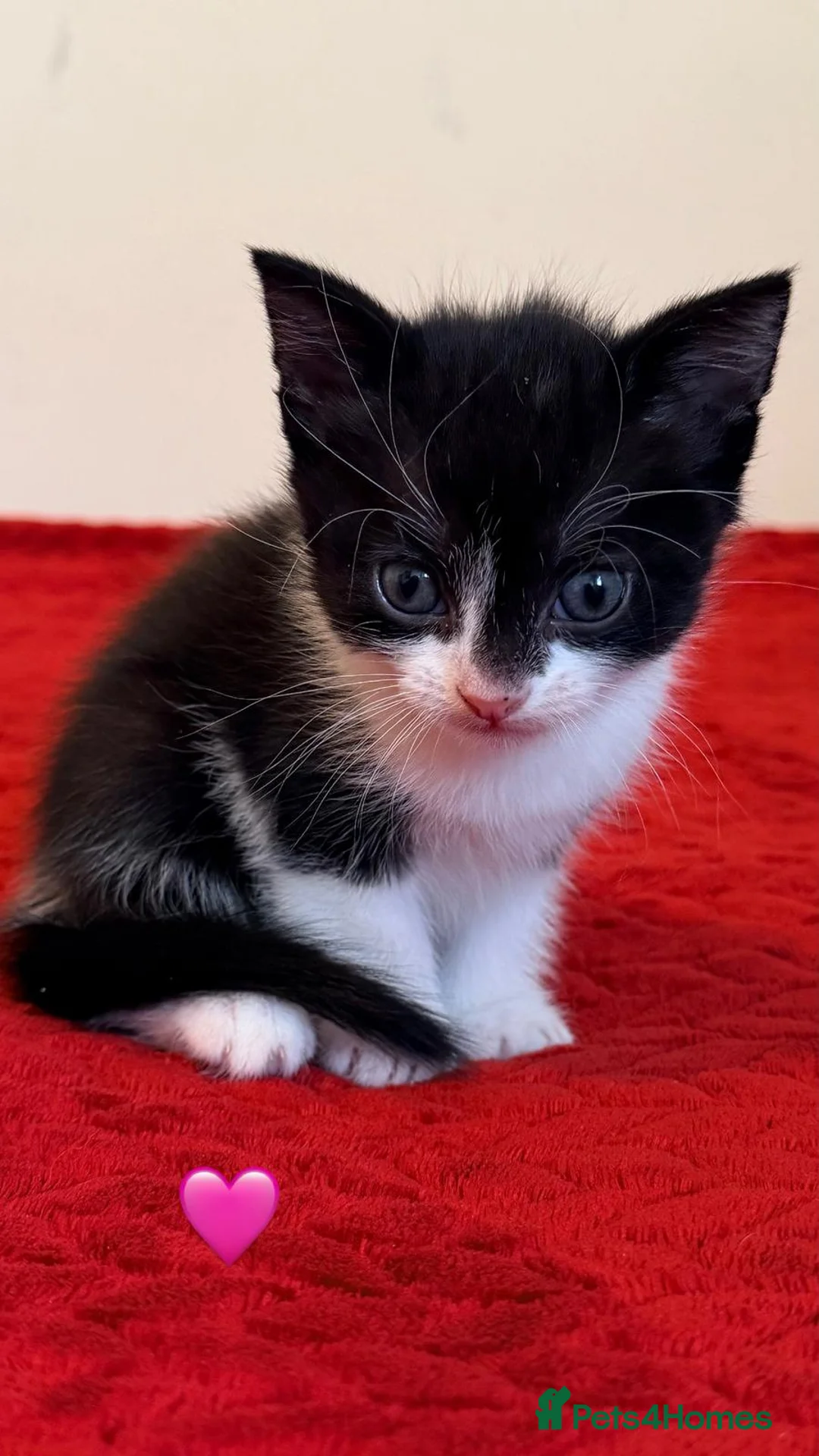 Mixed Breed cats for sale: kittens in Thornton Heath - Advert 2