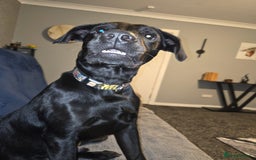 Labrador Retriever dogs for sale: 7 month black lab pup looking for forever home - Advert 3