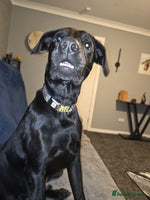 Labrador Retriever dogs 7 month black lab pup looking for forever home - Advert 3