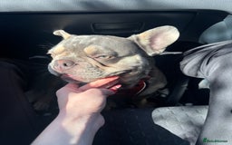 French Bulldog dogs for stud: 🩵Gorgeous Pedigree Stud Archie🩵 - Image 1