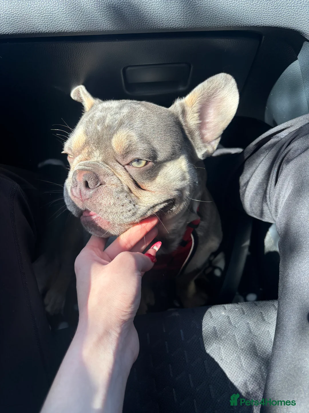 French Bulldog dogs for stud: 🩵Gorgeous Pedigree Stud Archie🩵 - Advert 1