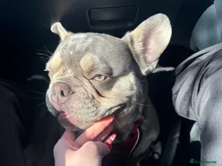 French Bulldog dogs 🩵Gorgeous Pedigree Stud Archie🩵 - Advert 1