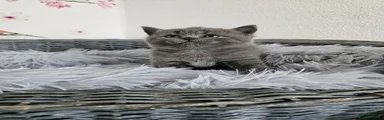 British Shorthair 2