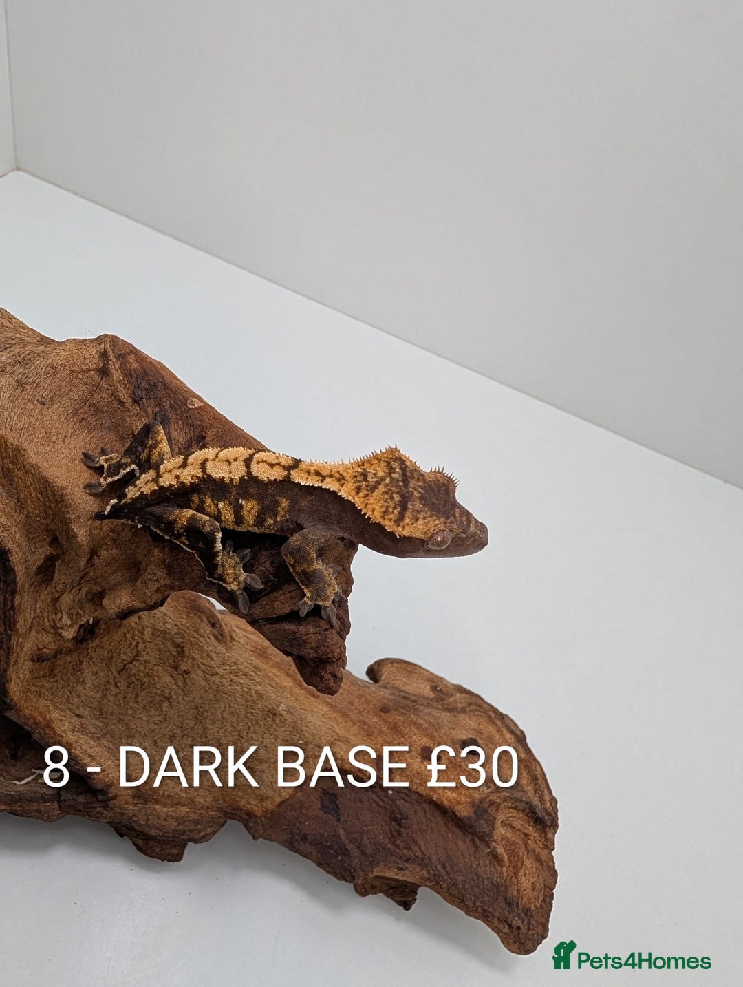 Gecko reptiles for sale: Beautiful baby crested geckos! - Advert 7