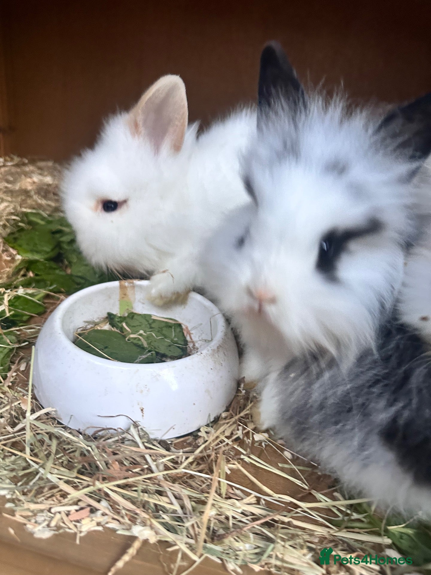Lionhead rabbits Beautiful 8 Week Old Lionhead Rabbits Boy & Girl  - Advert 1
