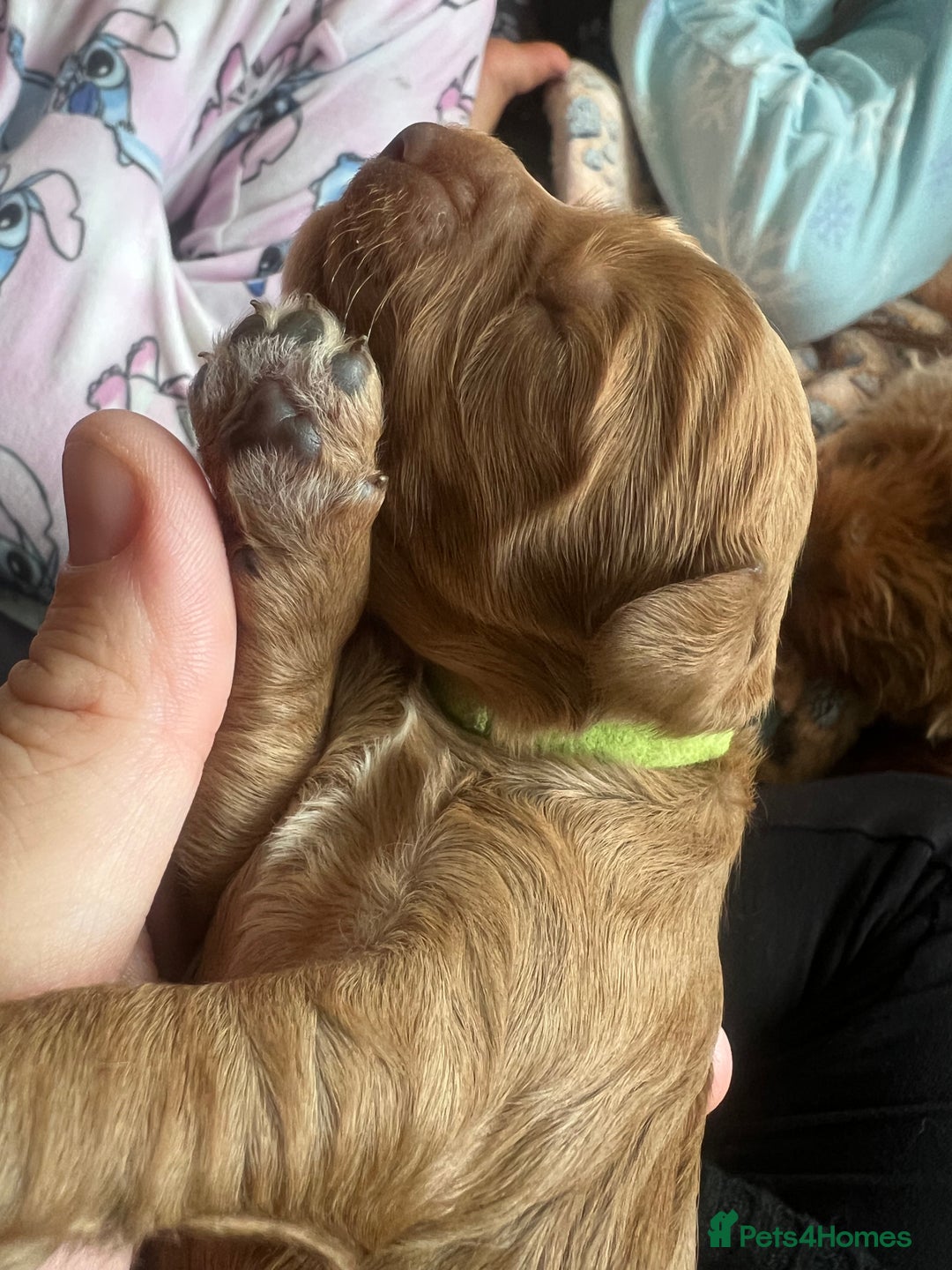 Cockapoo dogs for sale: Beautiful cockerpoo puppies  - Image 7