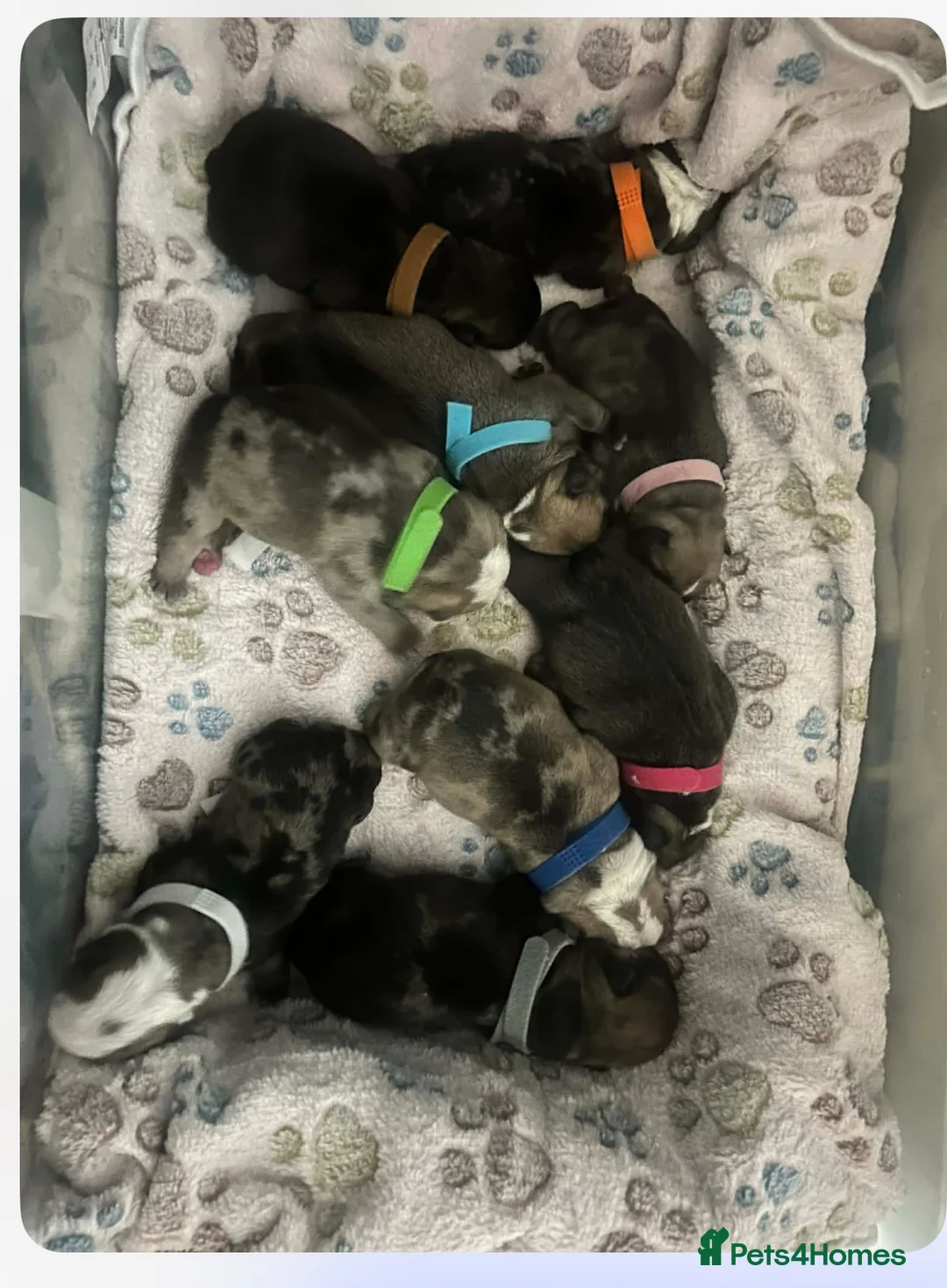 English Bulldog dogs for stud: Standard English bulldog  - Advert 6