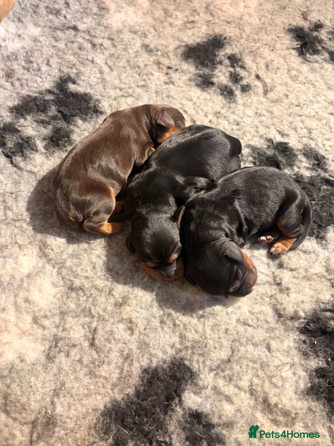 Cocker Spaniel dogs for sale: Beautiful cocker spaniel puppies, ready soon! - Advert 6