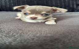 Chihuahua dogs for sale: Lilac puppies  - Image 3