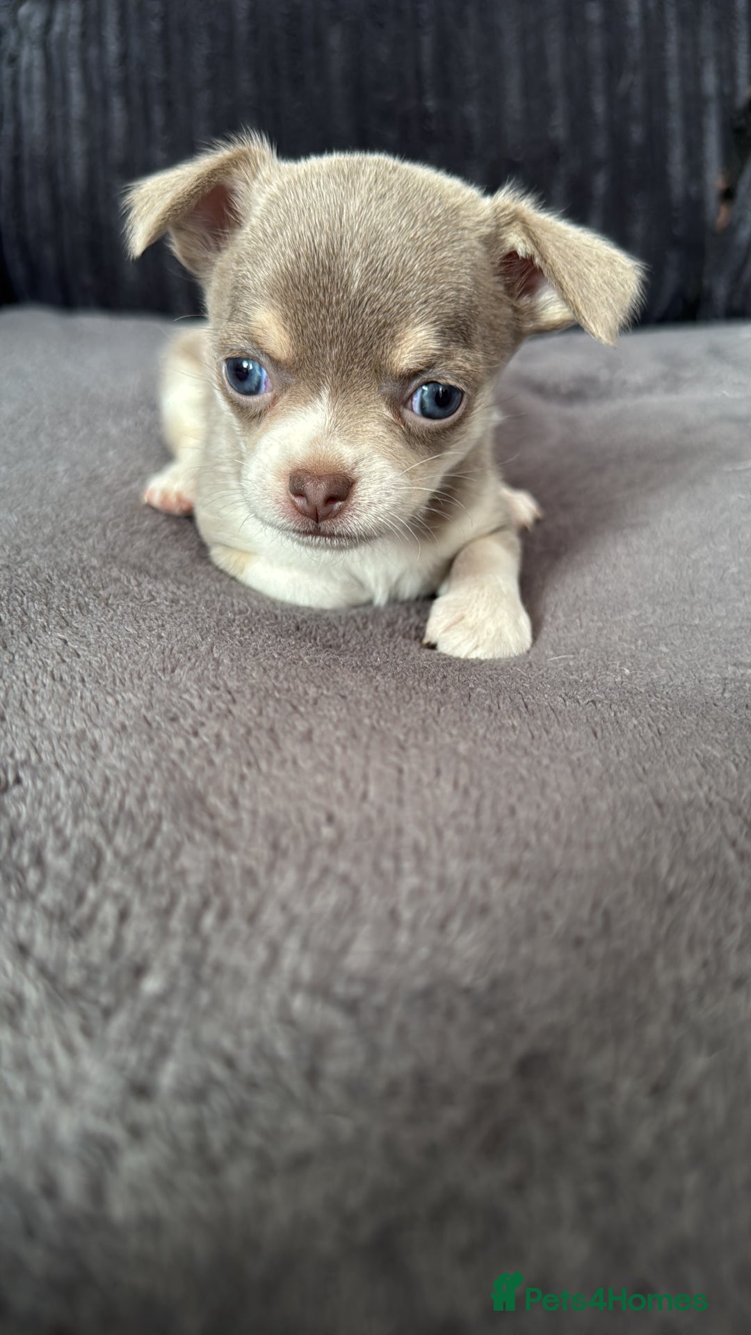 Chihuahua dogs for sale: Lilac puppies  - Image 3