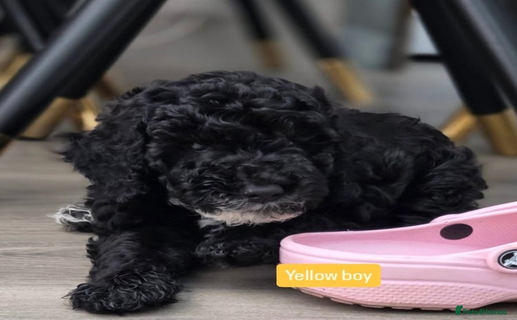 Cockapoo dogs - Advert 15