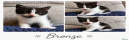 British Shorthair cats for sale: 🐾 British Shorthair Cross Kittens 🐾 - Advert 4
