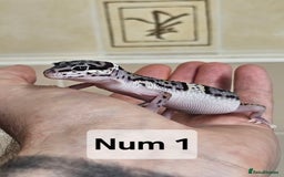 Leopard Gecko reptiles for sale: Blacknight macksnows and supersnows in tremper - Image 19