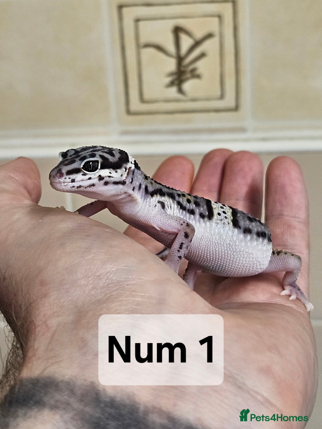 Leopard Gecko reptiles for sale: Blacknight macksnows and supersnows in tremper - Image 19