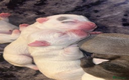 French Bulldog dogs for sale: French bulldog puppies - Image 11