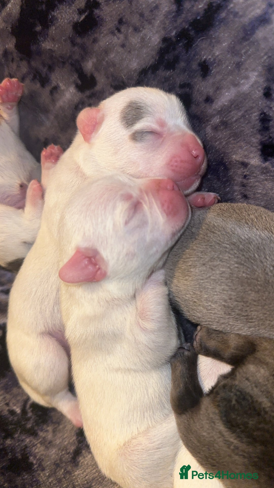 French Bulldog dogs for sale: French bulldog puppies - Image 11