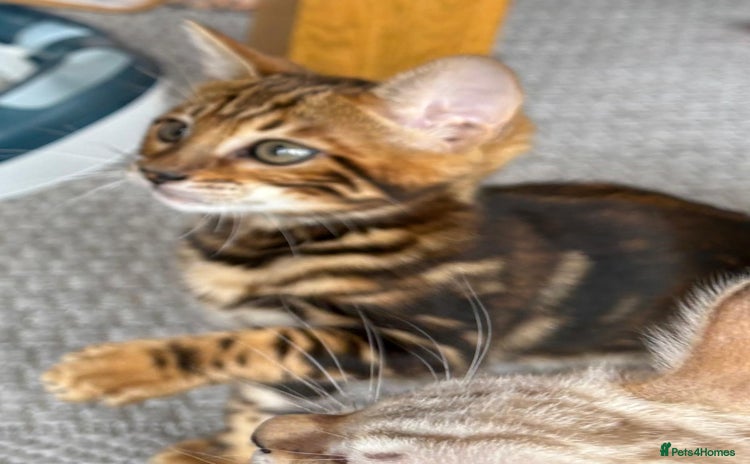 Bengal cats - Advert 16