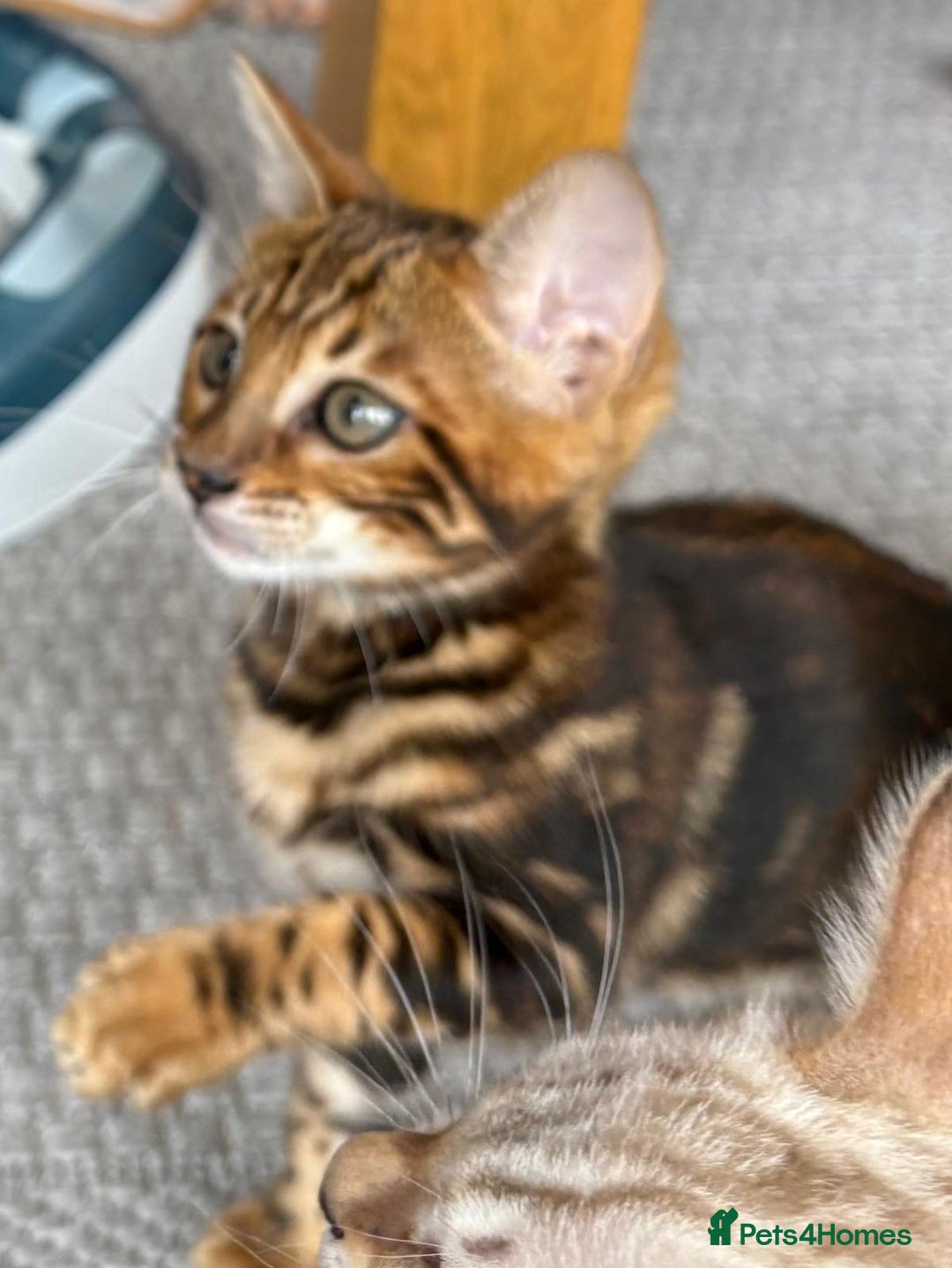 Bengal cats for sale: GCCF registered Bengal Kittens - Image 1