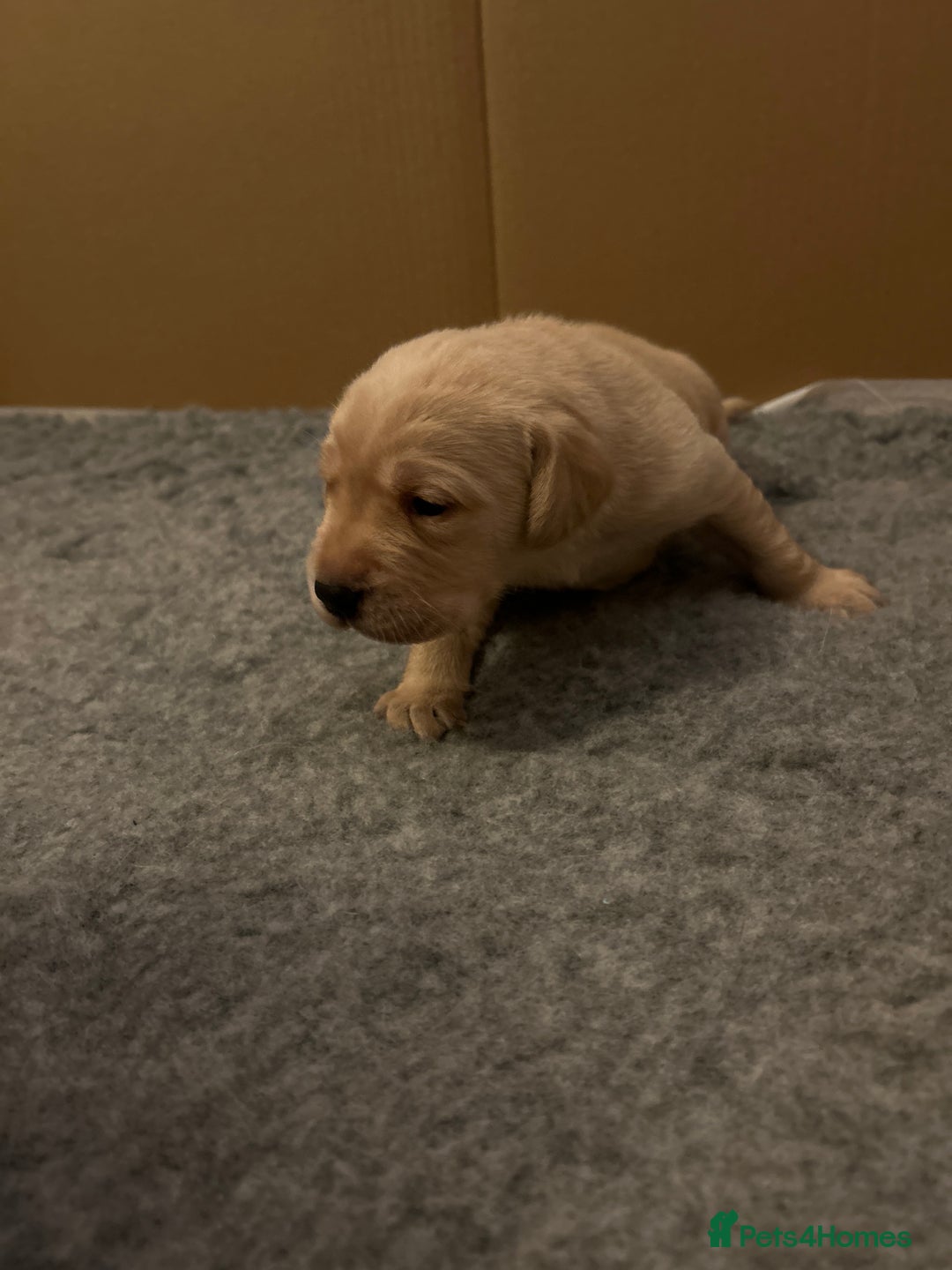 Labrador Retriever dogs for sale: KC registered Labrador Retriever puppies  - Advert 8