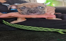 American Bully dogs for sale: Pocket bully pups - Image 6