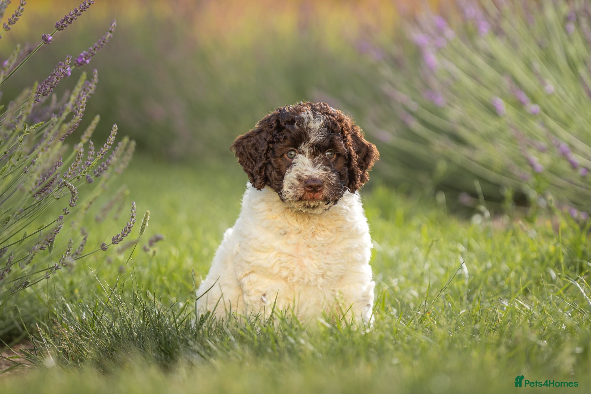 Spanish Water Dog dogs Spanish water dog  - Advert 4