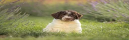 Spanish Water Dog dogs for sale: Spanish water dog  - Advert 1