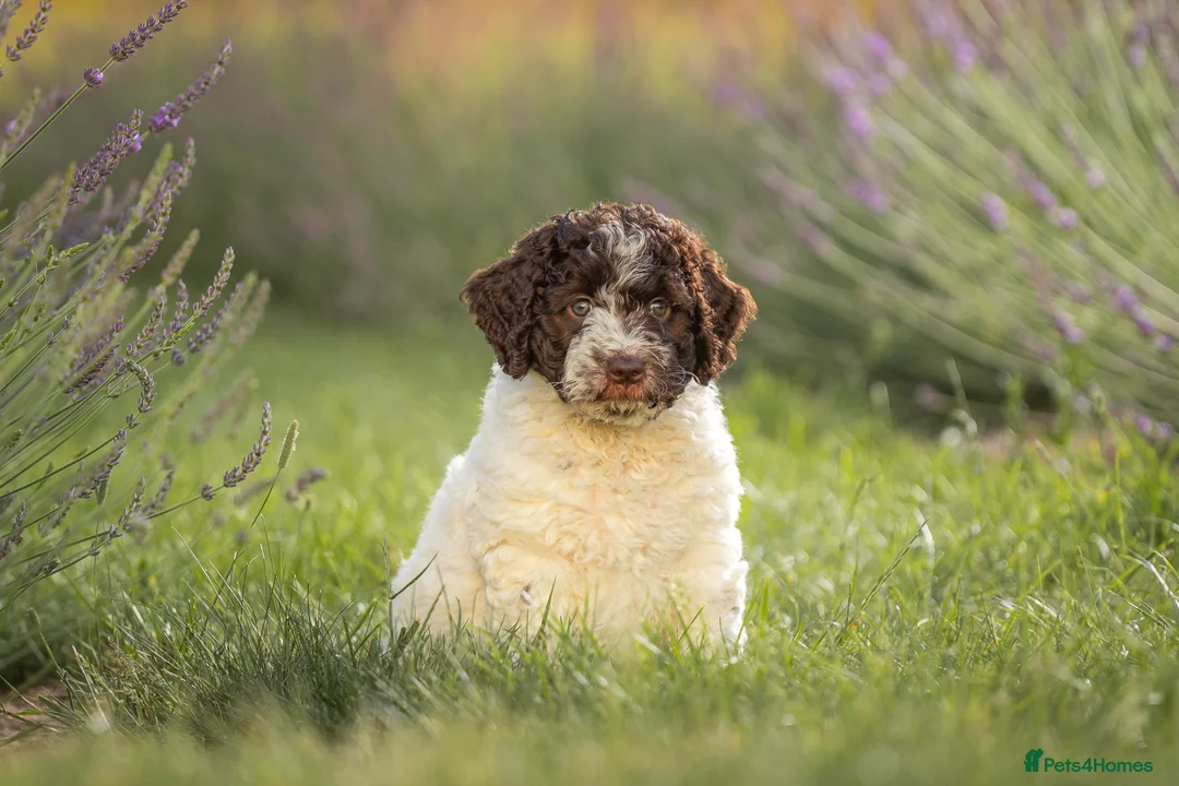 Spanish Water Dog dogs for sale: Spanish water dog  - Advert 1