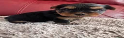 Yorkshire Terrier dogs for sale: yorksire terrier boys - Advert 25