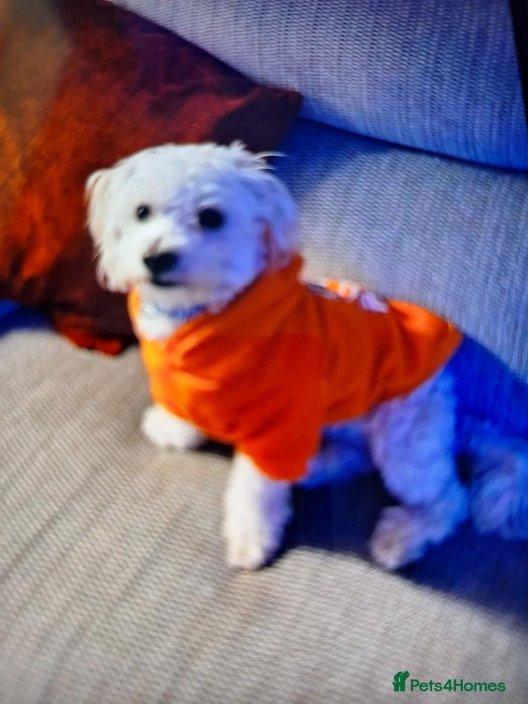 Maltese dogs for sale: Susanne in Swadlincote - Advert 2