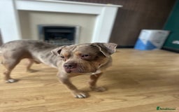 Mixed Breed dogs for sale: Merle mixed breed bulldog - Image 4