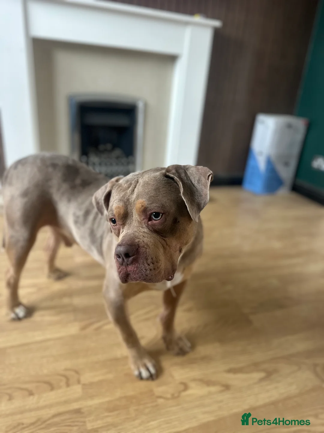 Mixed Breed dogs for sale: Alapaha Blue-Blood bulldog mix - Advert 7