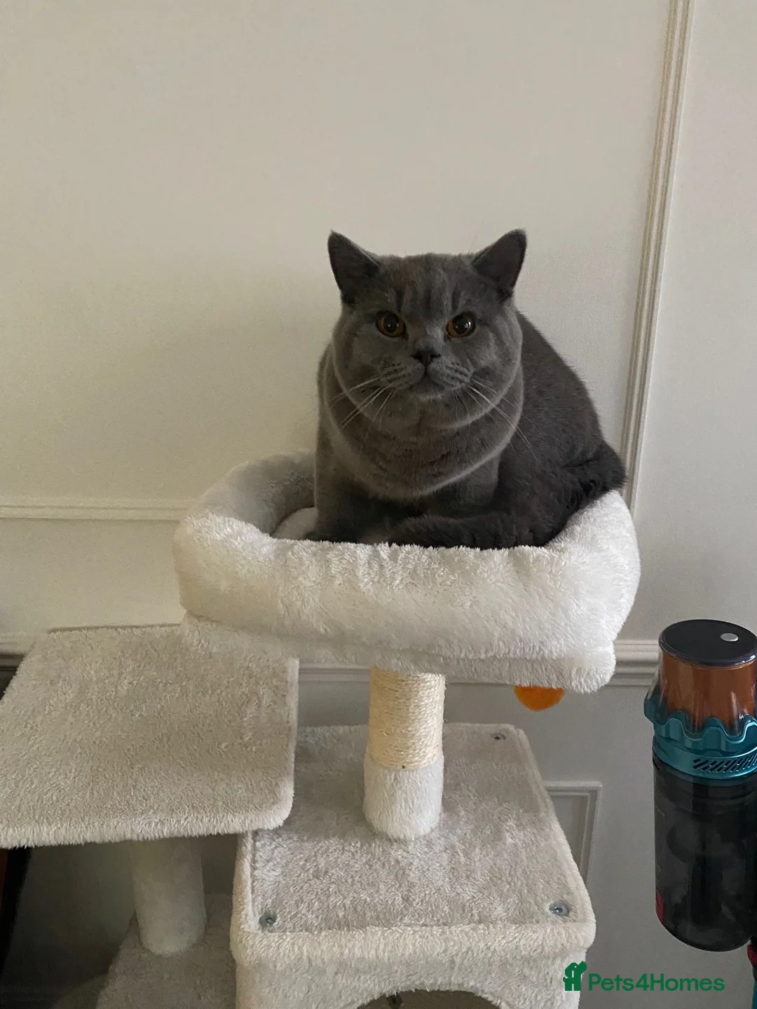 British Shorthair cats for sale: Casper. British shorthair. 10months - Advert 1