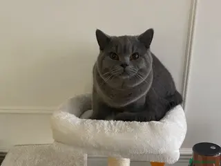 British Shorthair cats Casper. British shorthair. 10months in London - Advert 1