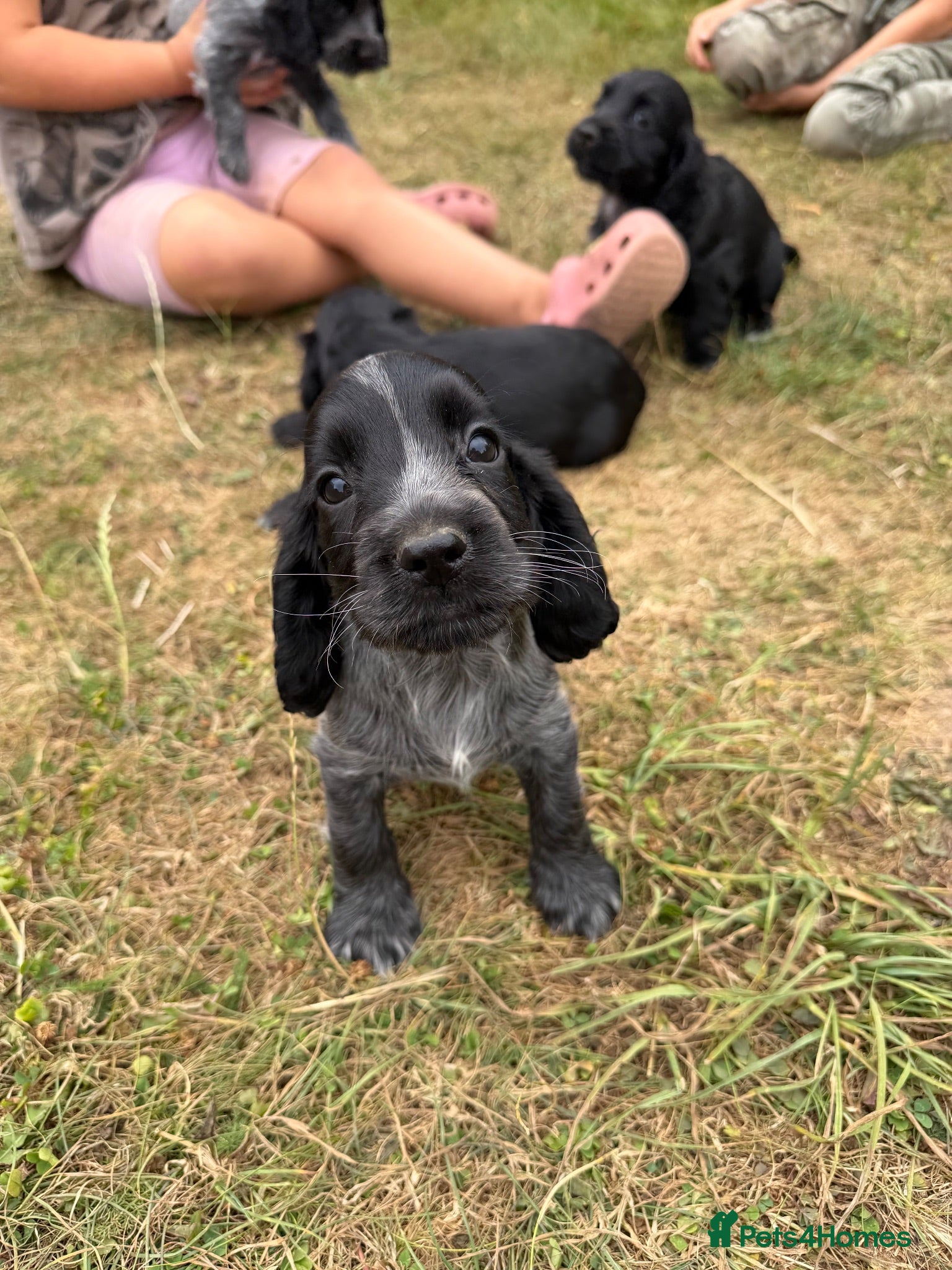 Cocker Spaniel dogs Show cocker puppies - Advert 2