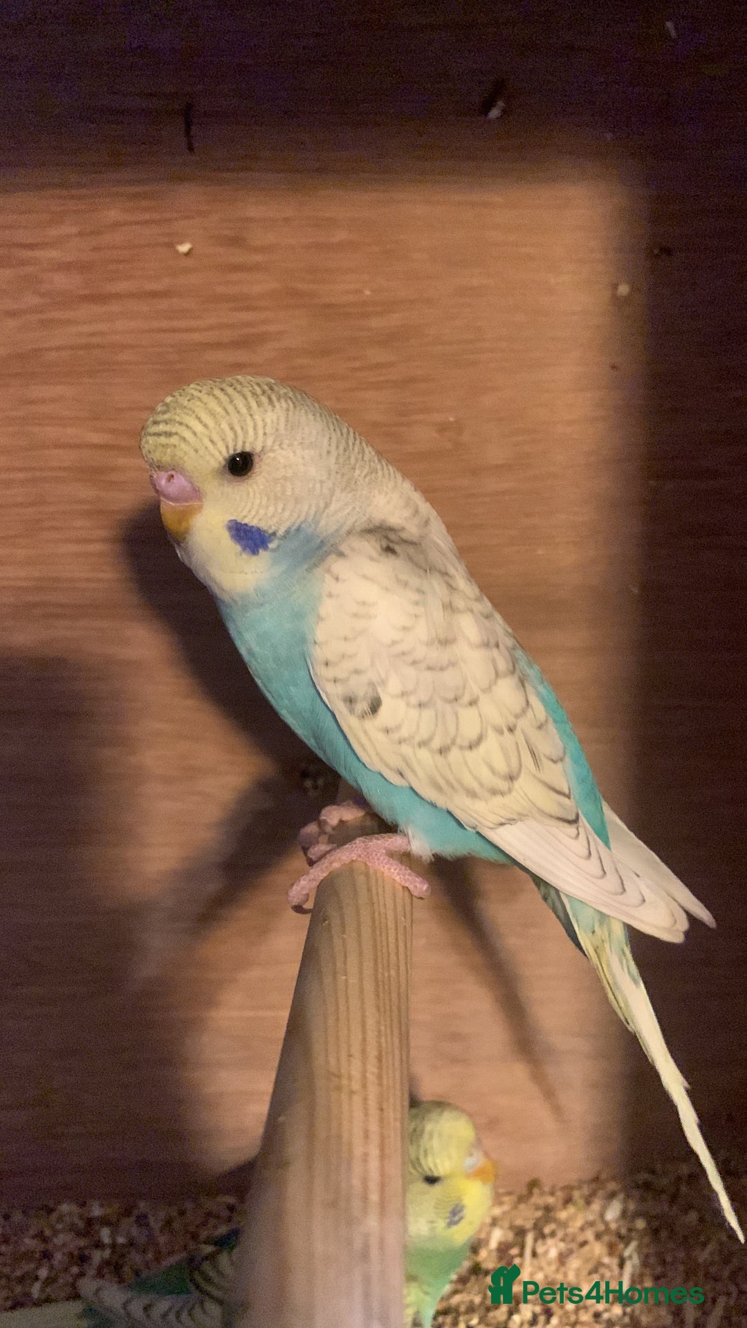 Budgerigars birds for sale: Hand reared hand tame baby budgies - Advert 21