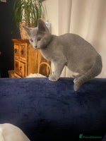 Russian Blue cats - Advert 2