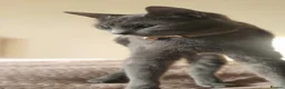 Russian Blue cats for sale: 🐾 Beautiful Russian Blue Kittens for Sale 🐾 - Advert 12
