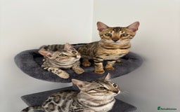 Bengal cats for sale: Stunning TICA registered bengal kittens  in Huntly - Image 4